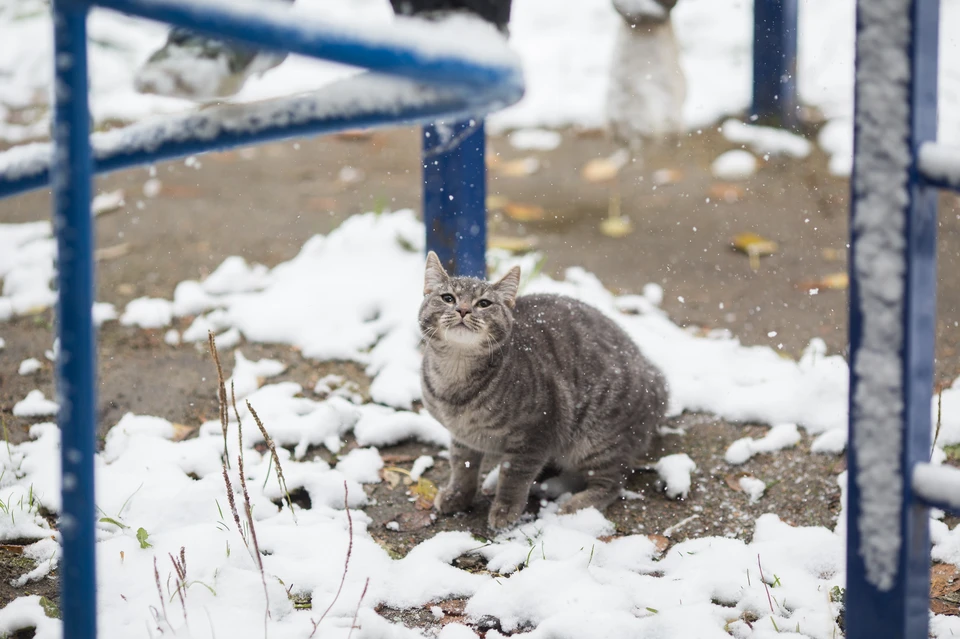 На этой неделе в Челябинске ожидается первый снег