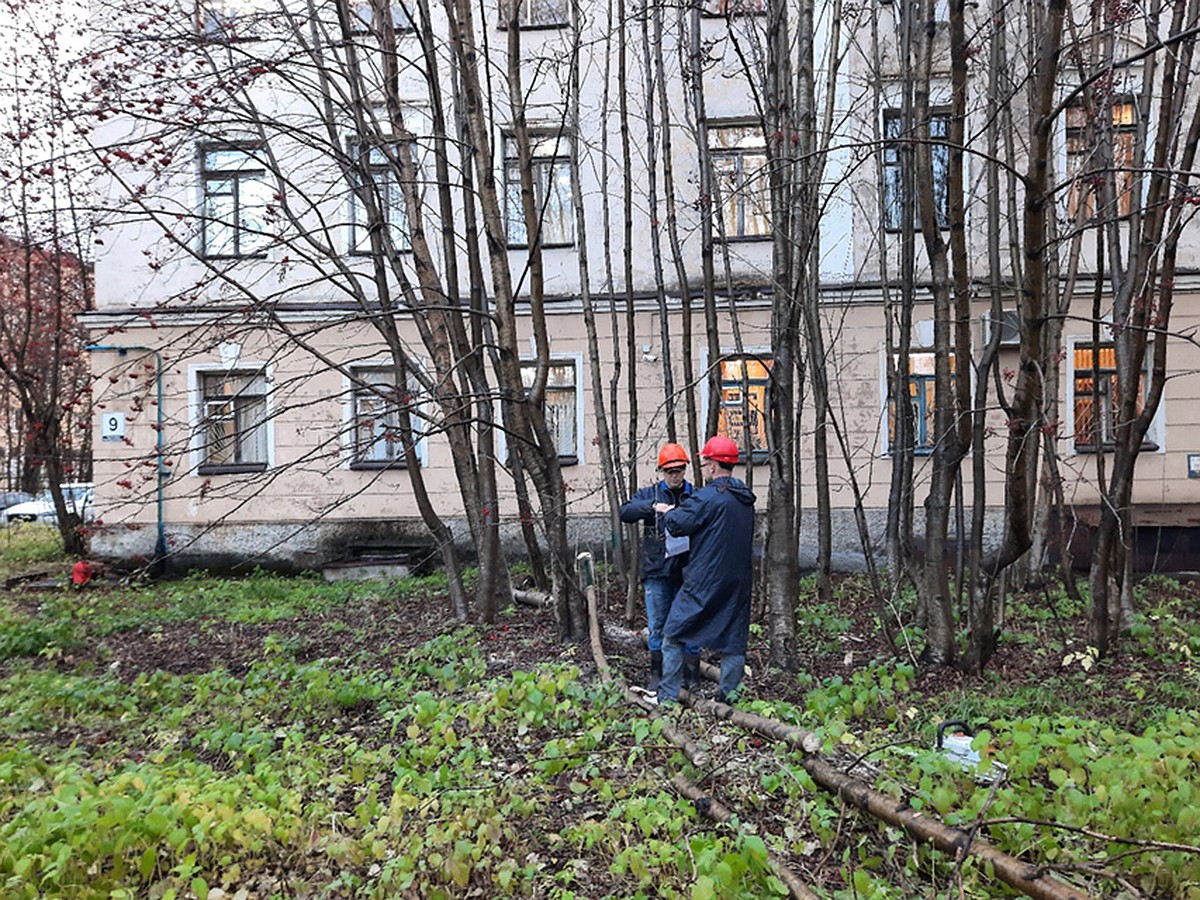 На Театральном бульваре в Мурманске срубили десятки деревьев - KP.RU