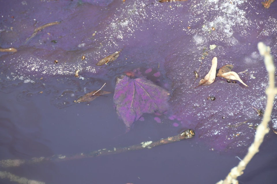 Цвет пруда меняется из-за скопления на дне водоема опавших листьев канадского клена
