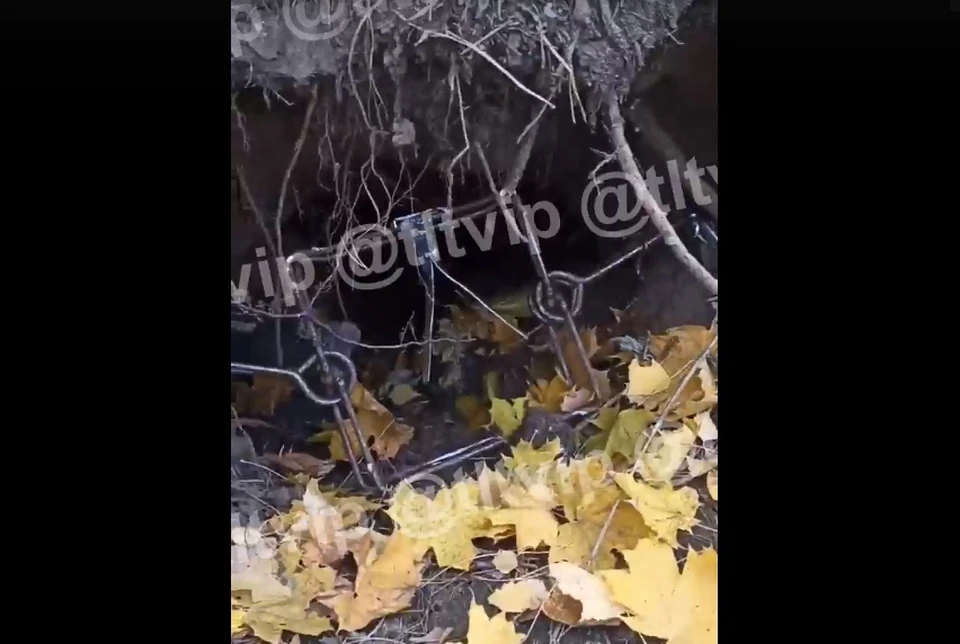 Смертоносное устройство в лесу возмутило жителей Самарской области. Фото: скрин видео
