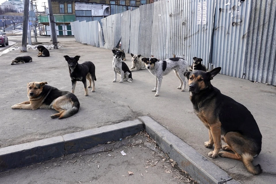 Фото: Юлия ПЫХАЛОВА.