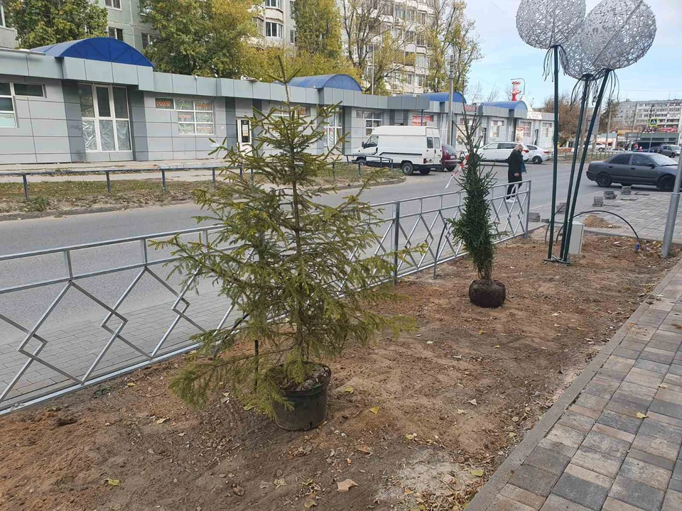 Молодые деревья украсят обновленное пространство. Фото: мэрия