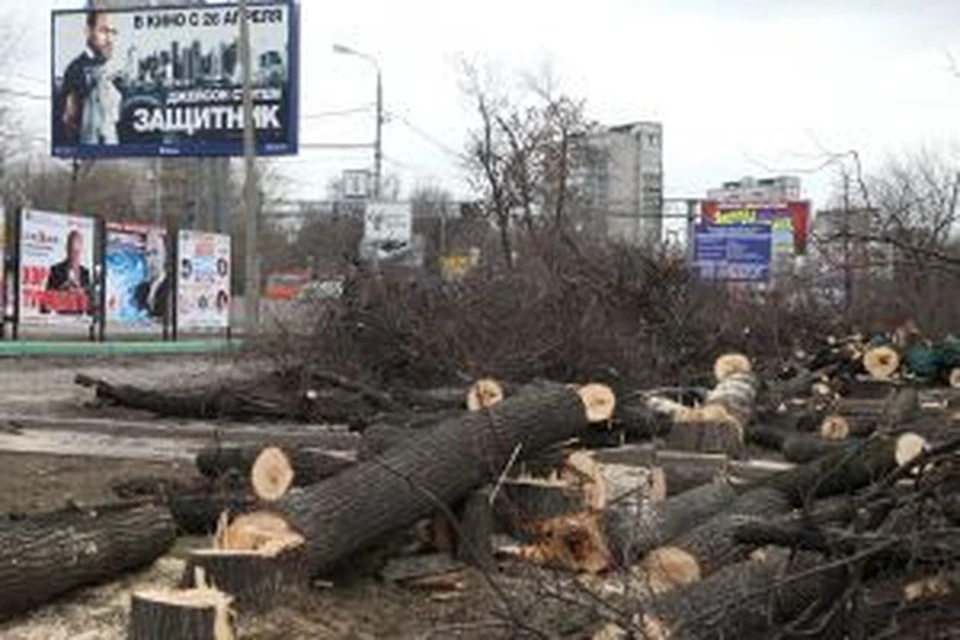 Краснодарцев возмутила вырубка деревьев