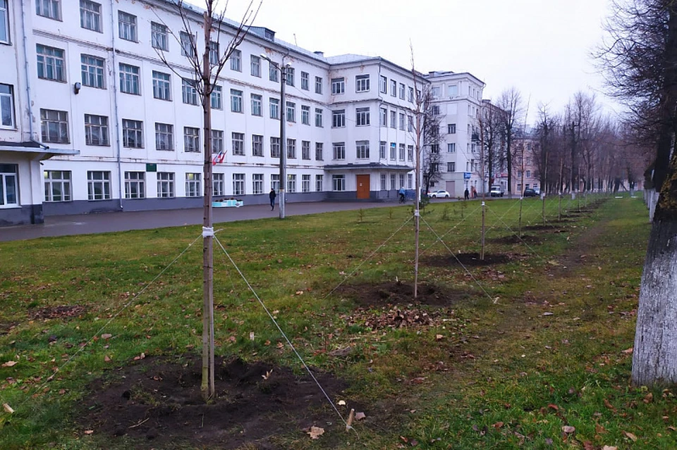 На улице Кирова в Туле высадили красные остролистые клены
