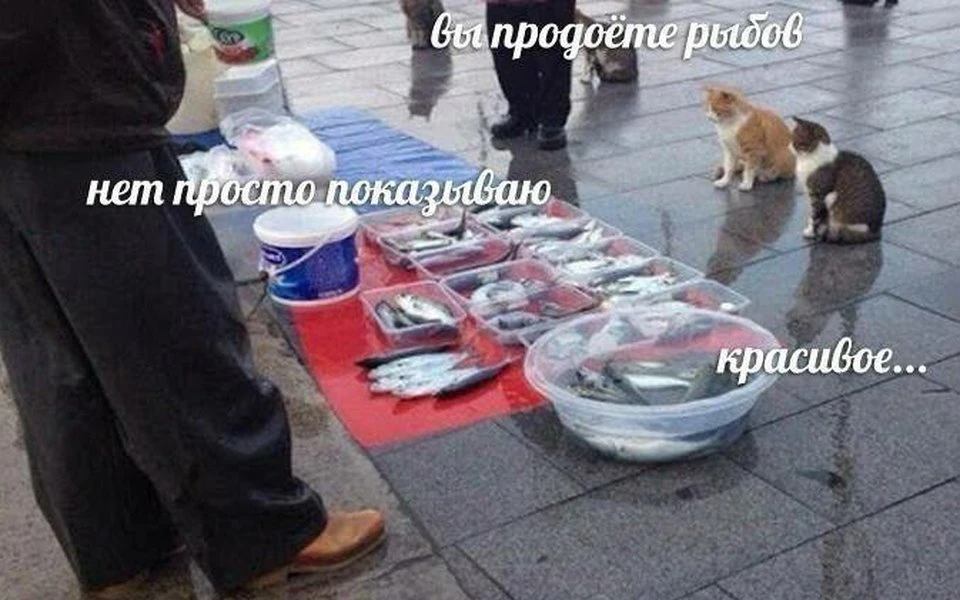 Рыбов могут запретить