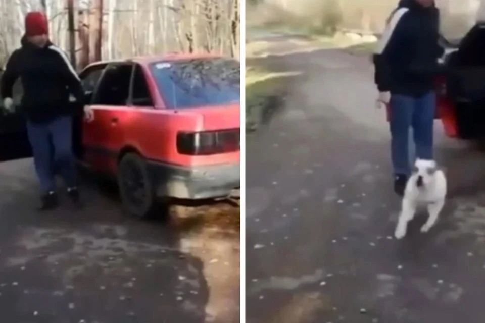 Натравивший собаку на женщину в Мытищах арестован на два месяца Фото: кадр из видео