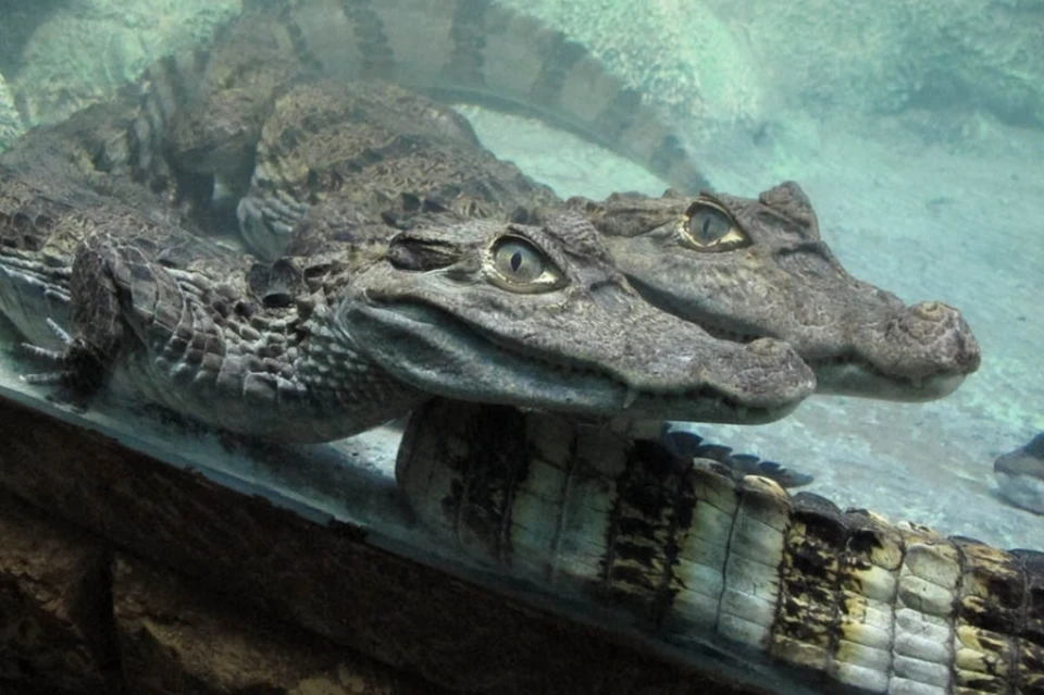 Крокодиловый кайман. Фото: yalta-croco.ru