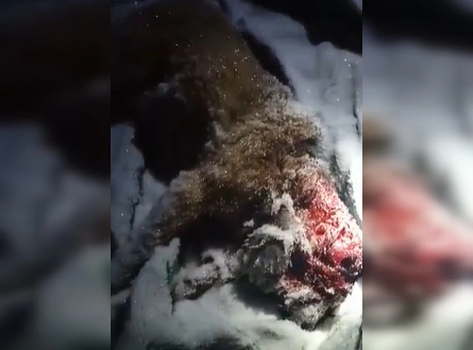 Фото: скрин видео ССП Zoohelp Антидогхантер Пермь/ВКонтакте
