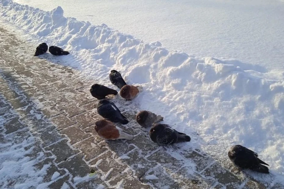 Хабаровск продолжает засыпать снегом