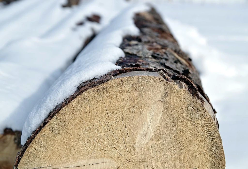 Шесть месяцев из Казахстана запрещено вывозить лесоматериалы