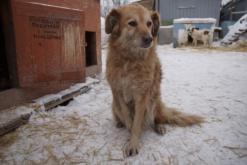 Уже несколько лет в России действует закон об ответственном обращении с животными.