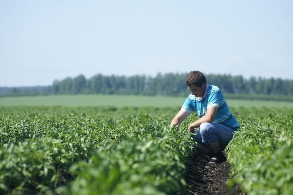 Челябинская области вырастит больше картофеля и овощей.