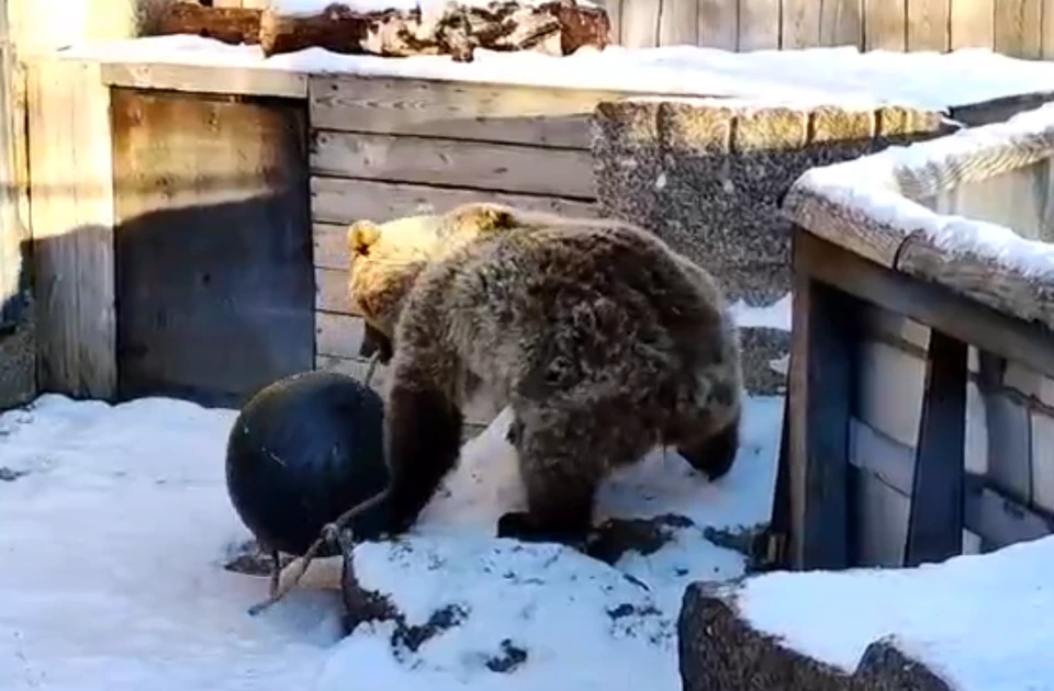 Фото: Челябинский зоопарк / скриншот с видео