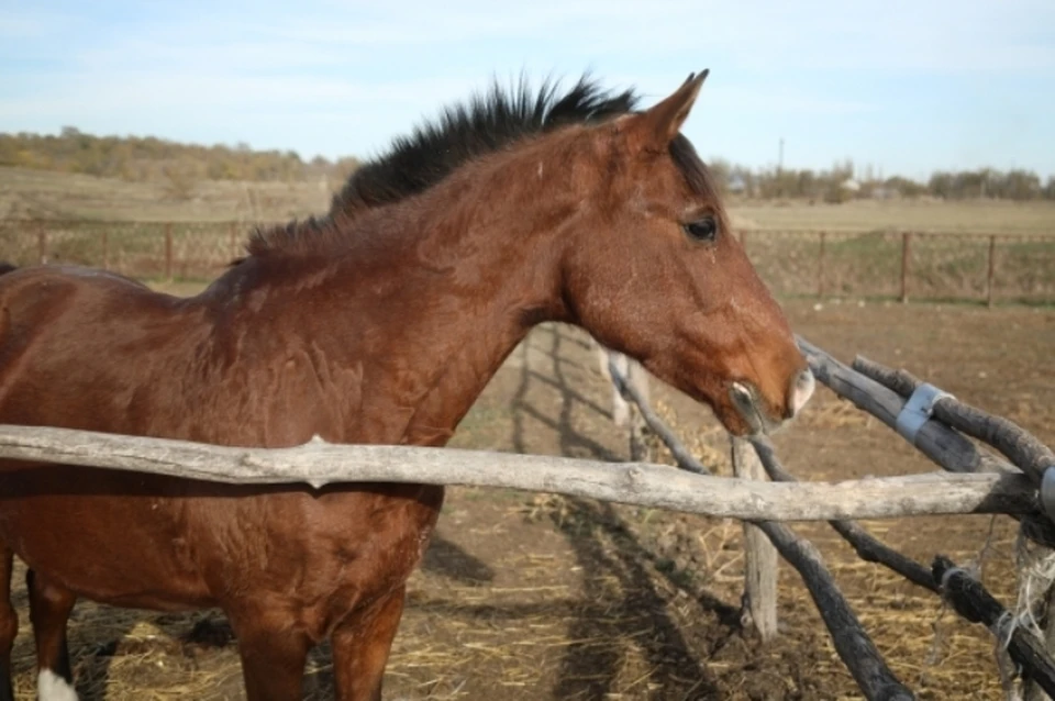 На ферме занимаются разведением лошадей тракененской породы