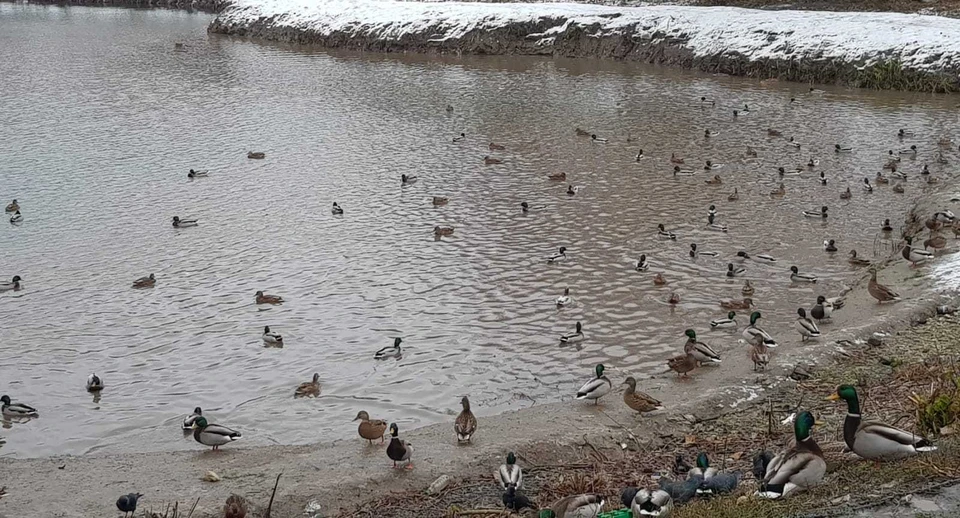 В Черезовский пруд вернулись утки. Активная позиция жителей и депутатов помогла достучаться до чиновников