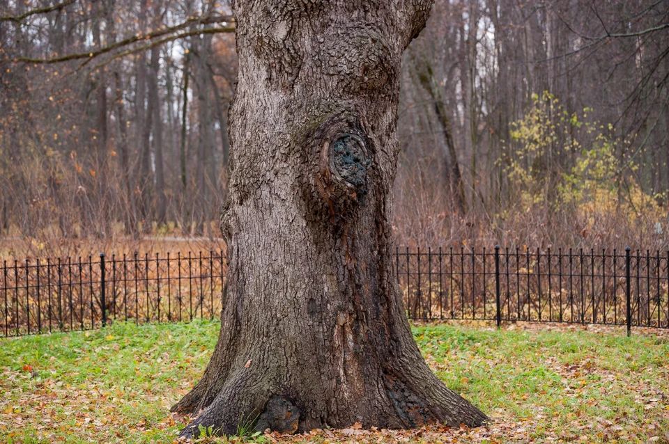 Тургеневский дуб сможет поучаствовать в конкурсе "Европейское дерево года"