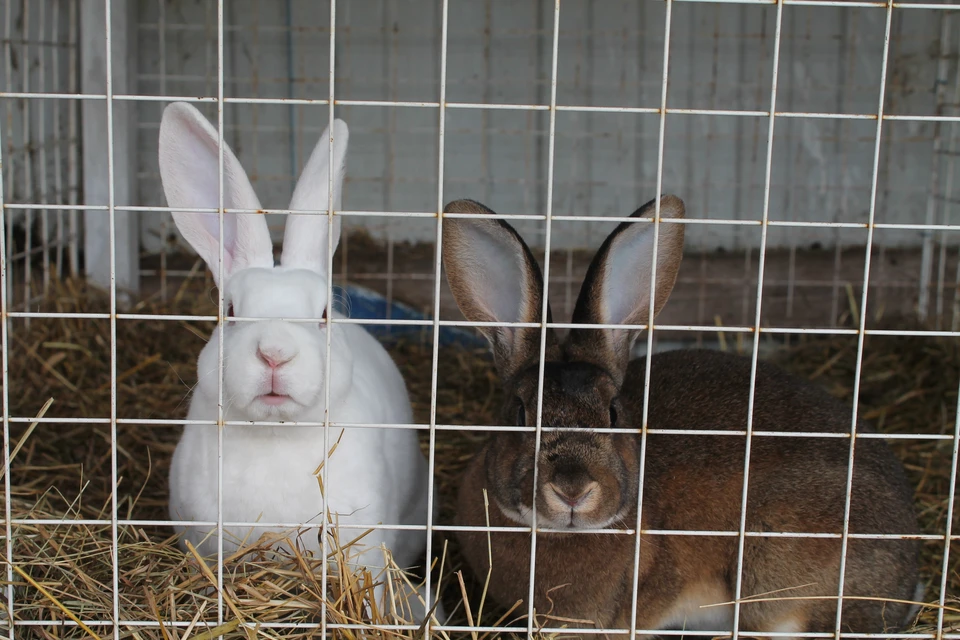 Похититель кроликов остался без наказания.