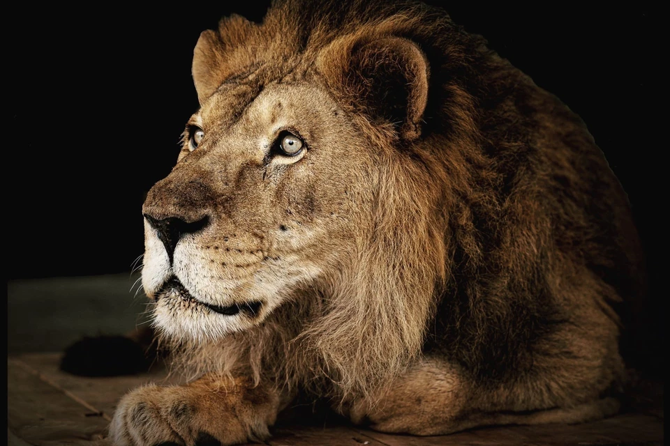 Это последняя фотография льва Ричарда. Фото: Челябинский зоопарк/vk.com