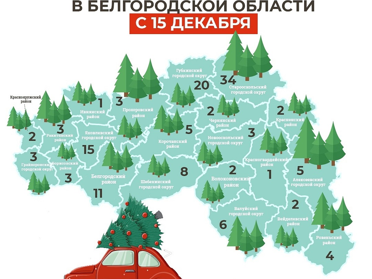 Ёлочные базары откроются в Белгородской области уже на следующей неделе -  KP.RU