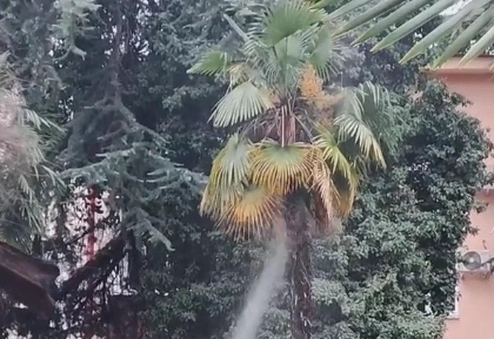 В Сочи на спасение горящей пальмы направили пожарно-спасательный гарнизон МЧС. Фото: соцсети