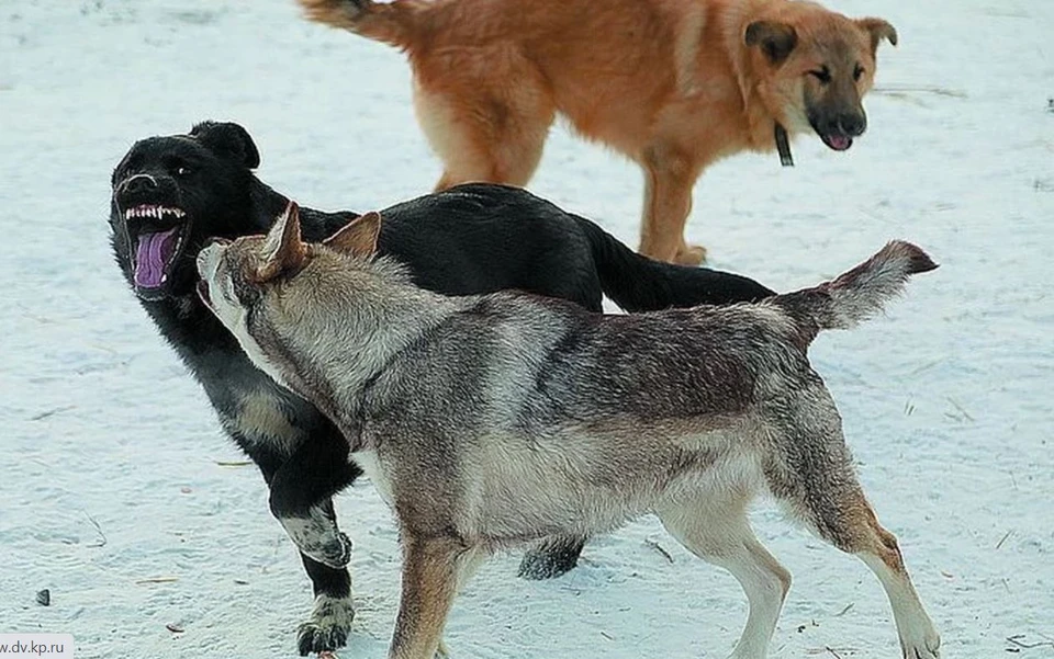 Бороться с волками сельские собаки решили самостоятельно. Видимо, в ответ на решение чиновников об отмене выплаты за отстрел серых в 2022 году.