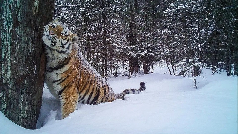 Амурчане могут поддержать защиту тигров пожертвованием в специальные благотворительные фонды или поездкой на экскурсию Фото: Центр "Амурский тигр"