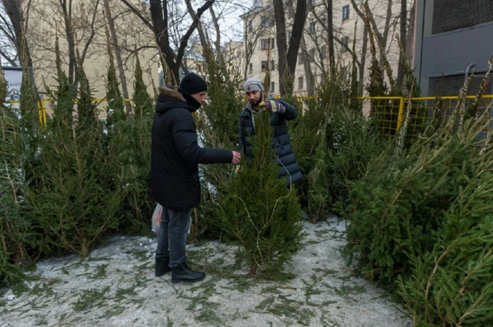 Иркутяне могут сдать новогодние елки на корм и подстилки для животных зоосада