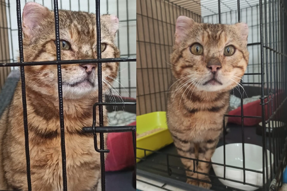 Кошки могут вылечиться от сахарного диабета