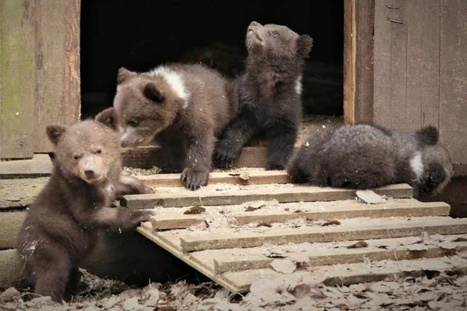 Троих медвежат, спасенных в Опаринском районе, через полгода выпустили на волю. Фото: vk.com/obrcrussia
