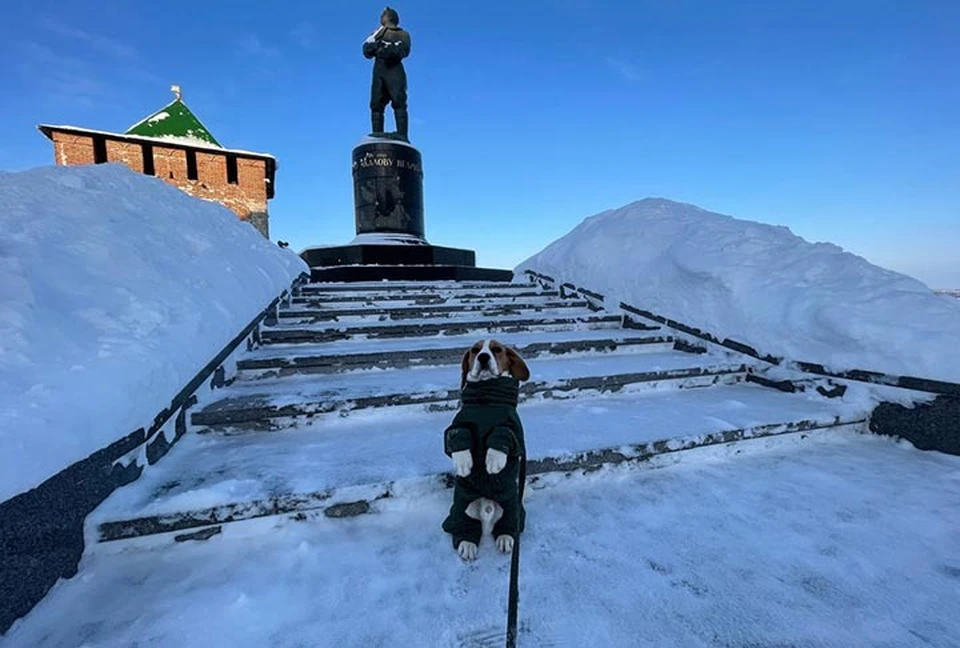 «Комсомолка» и пес Хантер оценили, во что превратились улицы Нижнего Новгорода после снегопадов.