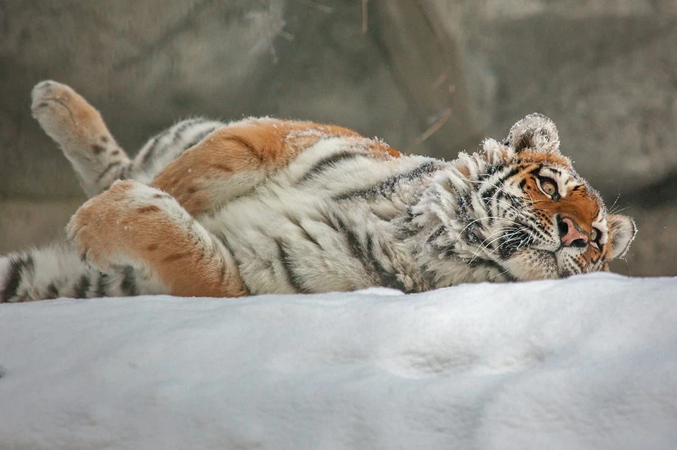Новосибирцы будут выбирать талисман среди животных зоопарка. Фото: Новосибирский зоопарк