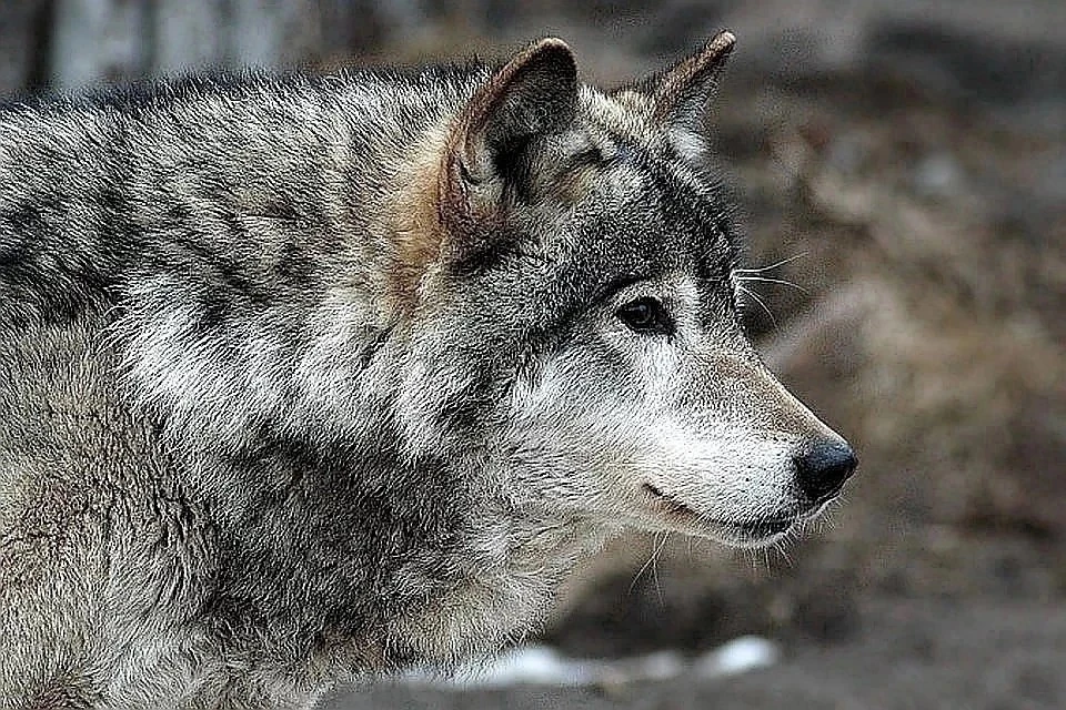В прошлом году в Коми волки 20 раз выходили к людям.