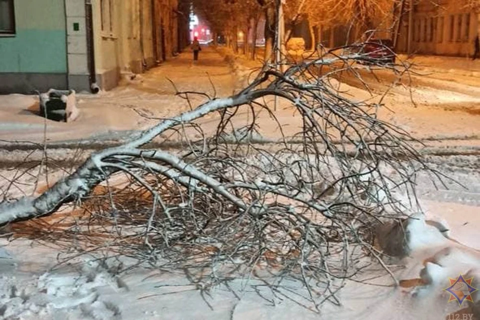 Поваленные деревья - одна из примет неспокойного 14 января 2022 года.