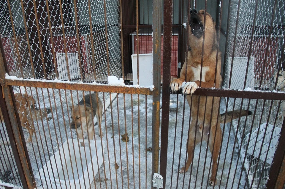 Отлов бездомных собак в Забайкальском крае продолжается