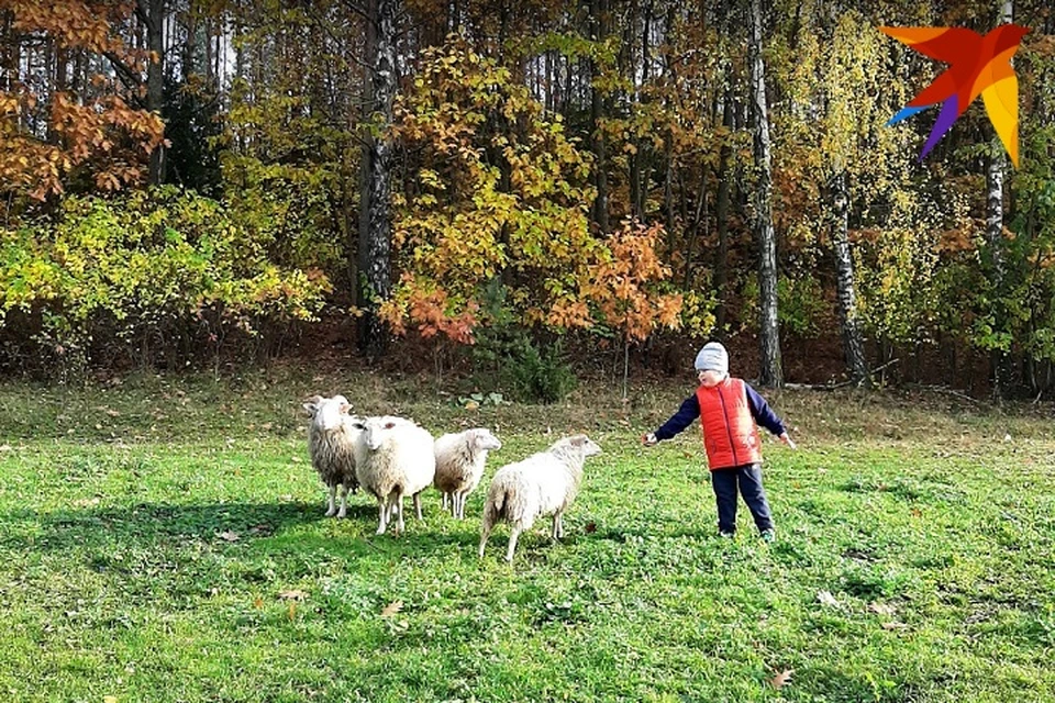 При закупке шерсти овец 5,40 рубля составит надбавка Минсельхозпрода. Фото: София ГОЛУБ