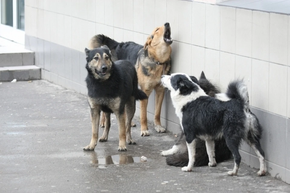 Стая уличных собак