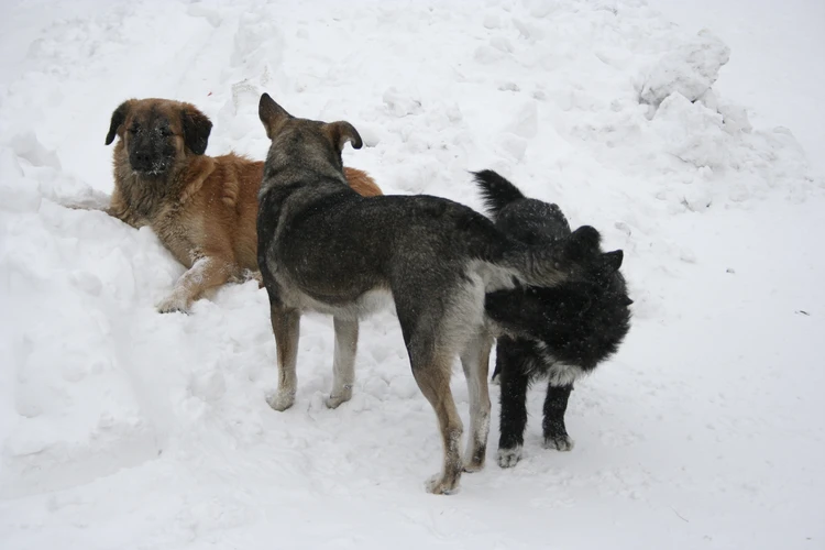 Алтайские депутаты предложили законодательно разрешить эвтаназию собак