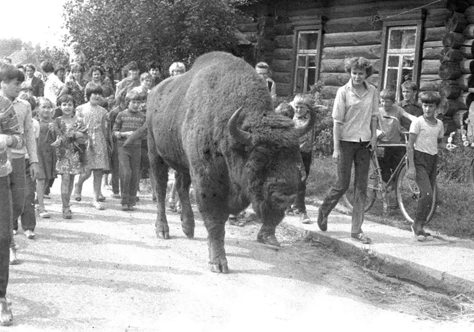 Вольноживущие зубры и в советское время захаживали в деревни. Фото: npbp.by