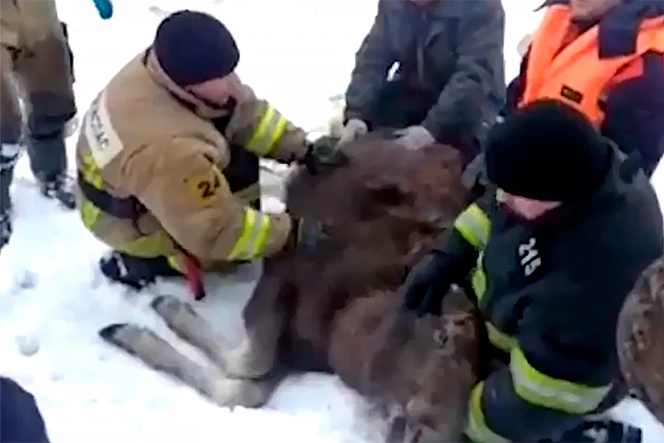 После того, как животное оказалось вне опасности, спасатели еще около часа растирали его тело руками