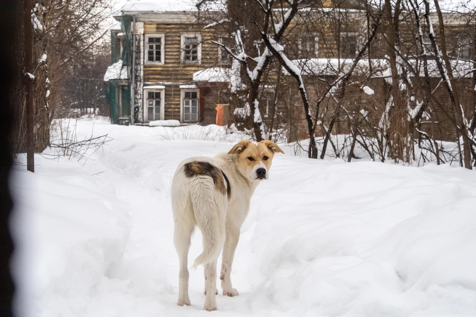 Стая бродячих собак держит в страхе жителей целого микрорайона в Выксе.