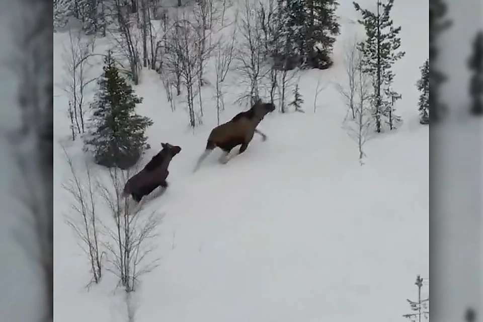 Видео мужчина снял в лесах близ Финляндии, примерно в 200 километрах от Мурманска. Фото: Скриншот видео