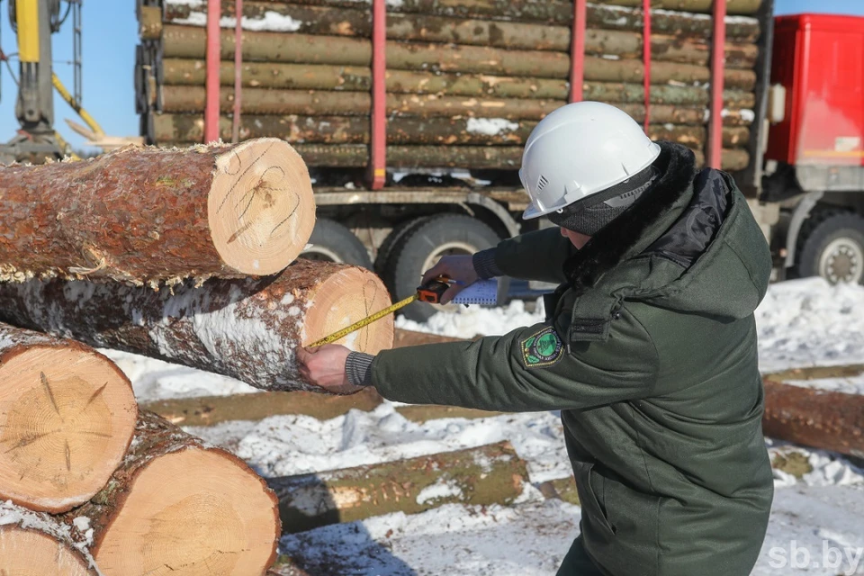 Минлесхоз предложил упростить закупку населением деловой древесины и дров. Фото: sb.by