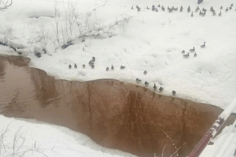 Вода в реке Дунайка во Фрунзенском районе стала неестественного цвета. Фото: группа "Ярославль - Красноперекопский и Фрунзенский"