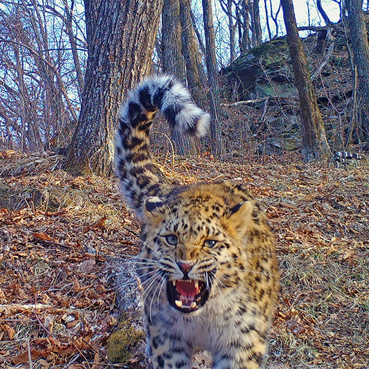 Самка леопарда «поругалась» с вороной: в Приморье фотоловушки запечатлели  оскал редкого хищника - KP.RU