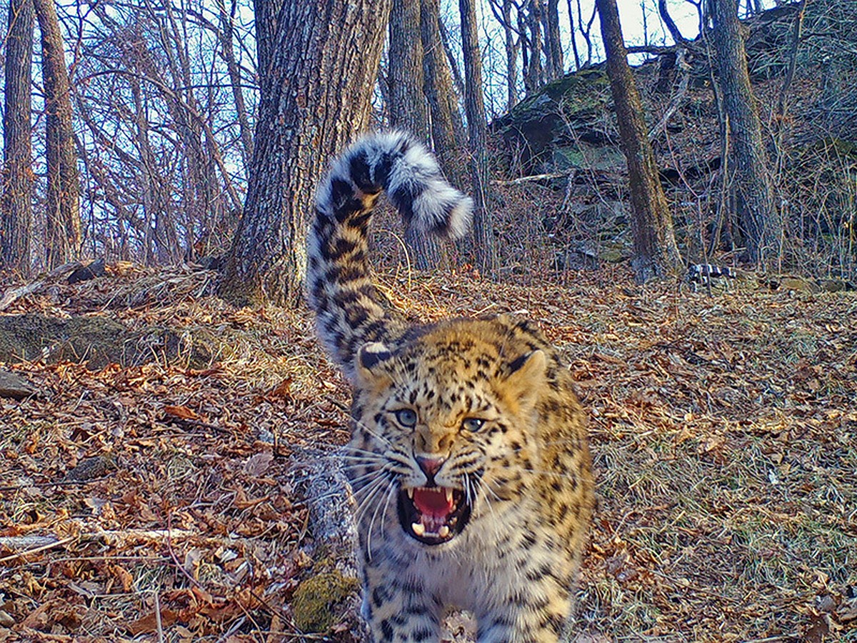 Самка леопарда «поругалась» с вороной: в Приморье фотоловушки запечатлели  оскал редкого хищника - KP.RU