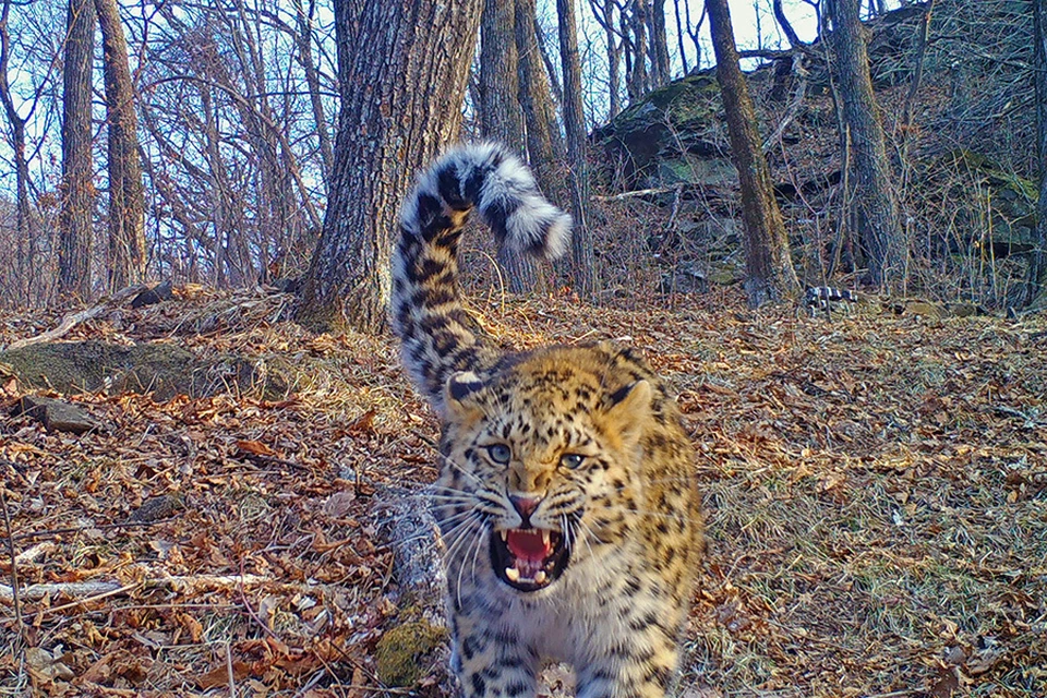 Леопарду не понравилось присутствие пернатой. Фото: ФГБУ «Земля леопарда».