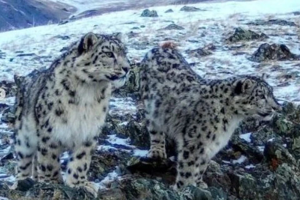 Снежный барс – единственный вид крупных кошек, приспособившийся жить в условиях сурового высокогорья