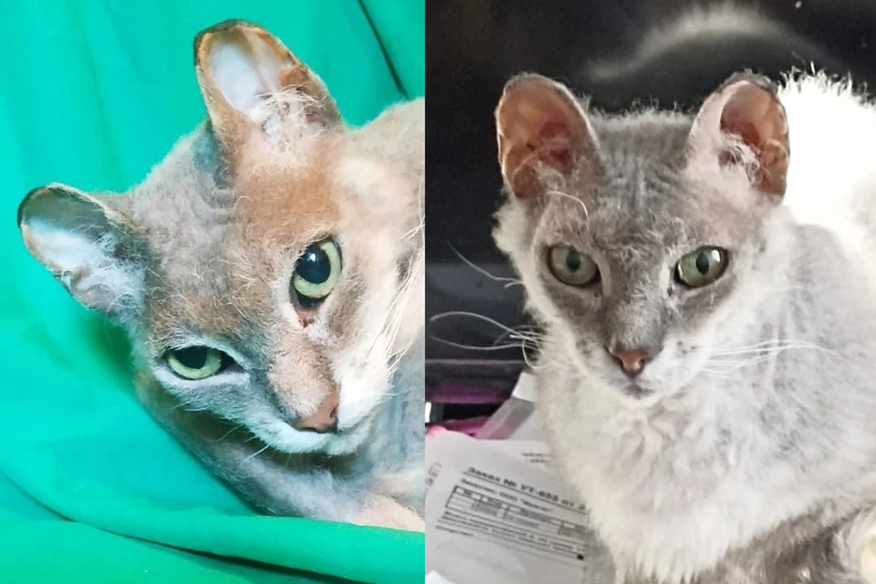Кота Мартина спасли 8 марта. Фото: группа «Помощь животным найти дом Новосибирск» «ВКонтакте»