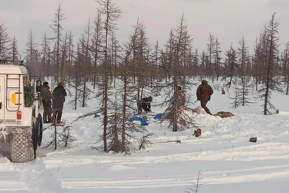 На Таймыре у браконьеров нашли больше 230 туш оленей, 340 оленьих шкур и 10 мешков рыбы. Фото: минэкологии края