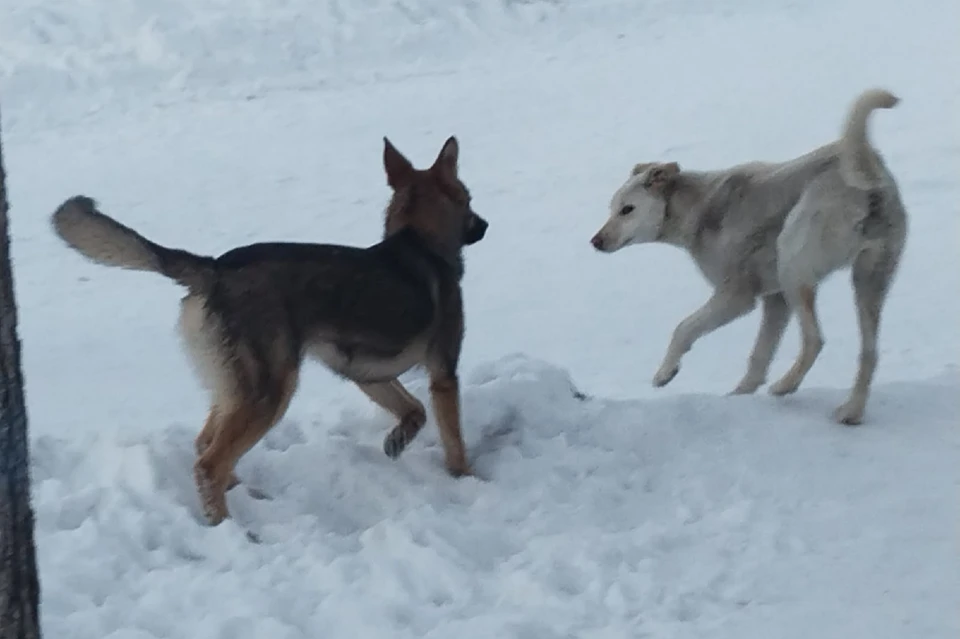 Те самые собаки, которые держат в страхе жителей Магнитогорска.